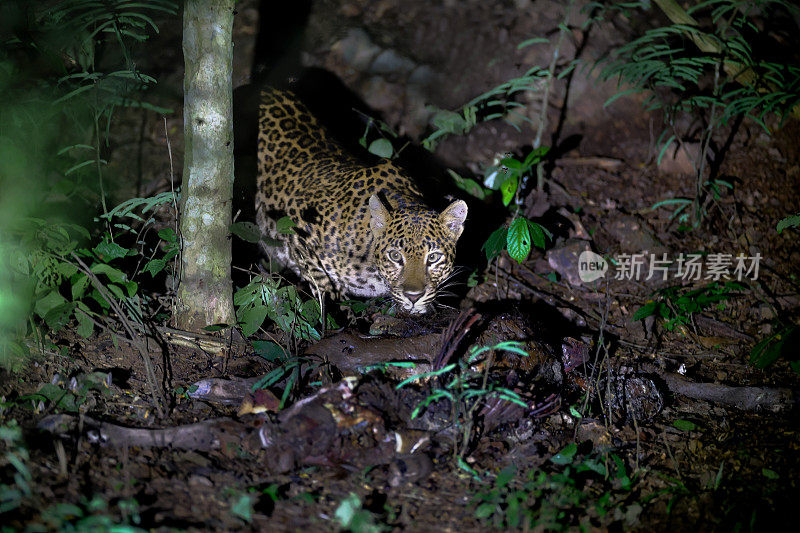 狩猎动物:成年雌豹(Panthera pardus)。